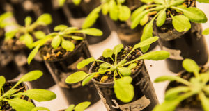 Revelan vínculo molecular entre señales de competencia y respuestas de defensa en plantas