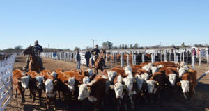 San Luis: trámites on line para el movimiento de hacienda