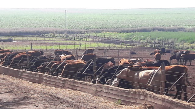 09 - 04 - feedlots