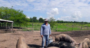Cómo trabajar con cerdos en época de coronavirus