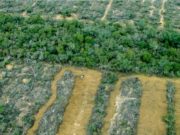 Polémica por el desmonte de más de 800 hectáreas en Salta