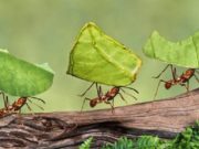 El país que debe asomar cuando guardemos los barbijos