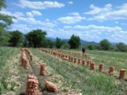 Producción local de alto valor: un emprendedor de Candelaria muestra sus logros hortícolas