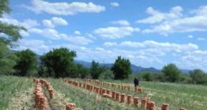 Producción local de alto valor: un emprendedor de Candelaria muestra sus logros hortícolas
