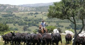 El sector agropecuario uruguayo realizará un aporte de US$ 100 millones