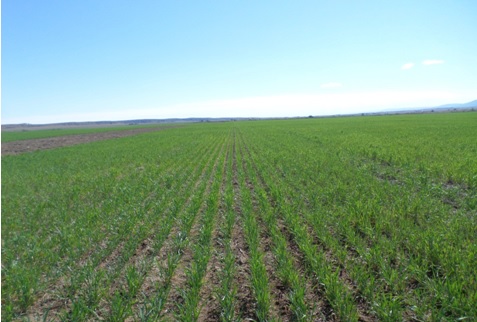 17 - 04 - garay - centeno