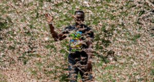 Una plaga de langostas «de proporciones bíblicas» azota a Africa