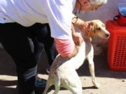 San Luis: por muestras positivas de rabia, activaron protocolos para proteger mascotas