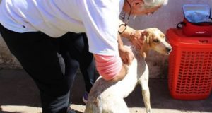San Luis: por muestras positivas de rabia, activaron protocolos para proteger mascotas