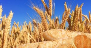 Los escenarios especulativos alrededor del trigo