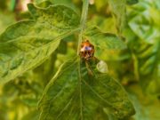Insectos benéficos para el control biológico de plagas