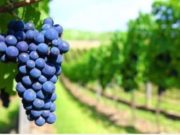 El malbec argentino nos posicionó en el mundo del vino
