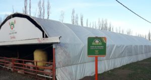 Cómo vender carne porcina para hacerlo a precio justo