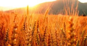 Aumentará el área donde se sembrará con trigo