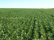 El alquiler de campos en zona núcleo cuesta entre 15 y 20% menos