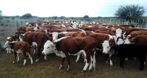 Mercado ganadero y la comercialización de carne: una integración diferente
