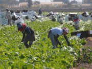 Nota para pensar – El alimento puede ser nuestra próxima crisis