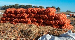 Por los protocolos sanitarios, se ralentiza la exportación de cebolla a Brasil