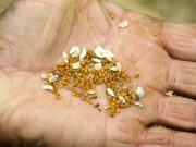 Autoproducción de semillas, un camino hacia la seguridad alimentaria