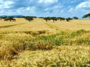 ¿Qué significa una pandemia para un sistema alimentario global?