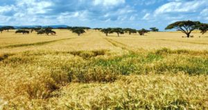 ¿Qué significa una pandemia para un sistema alimentario global?