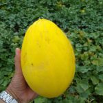 75262192_10220324799380235_2256595797506260992_o