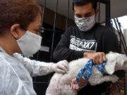 Vacunaron 348 mascotas en las zonas de San Luis donde encontraron murciélagos con rabia