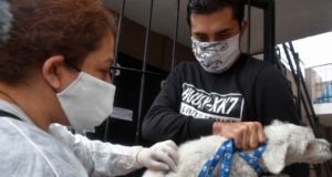 Vacunaron 348 mascotas en las zonas de San Luis donde encontraron murciélagos con rabia