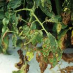 bacterial-spot-Xanthomonas-vesicatoria-Daño-en-planta-Edward-Sikora-Auburn-University-Bugwood_opt (1) destacada – copia