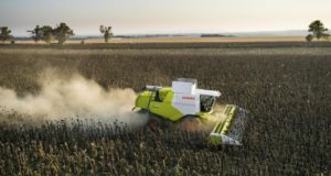 San Luis: terminó la cosecha de girasol con un promedio inferior a las tres últimas campañas