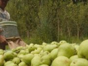 ¿Qué le piden los mercados internacionales a la fruta argentina?