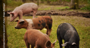 El 43° Congreso de Producción Animal será virtual