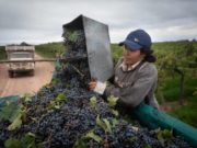Se prevé una fuerte baja en el consumo de vino en 2020