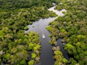 Preocupante: el amazonas emite más carbono que el absorbido
