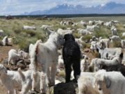 Cómo sigue la producción ovina y caprina durante la pandemia