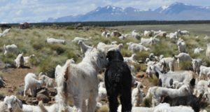 Cómo sigue la producción ovina y caprina durante la pandemia