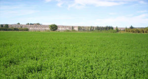 Manejo de malezas en el cultivo de alfalfa