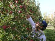 El Programa Intercosecha aumenta a $5000 para los trabajadores rurales