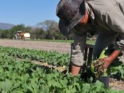 Agricultura transfirió más de 3 mil millones a pequeños productores del norte del país