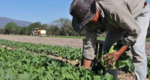 Agricultura transfirió más de 3 mil millones a pequeños productores del norte del país