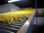 Creció un 13,9% la exportación de frutas frescas en el primer cuatrimestre