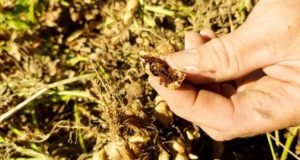 La enfermedad del carbón amenaza de nuevo a la cosecha de maní