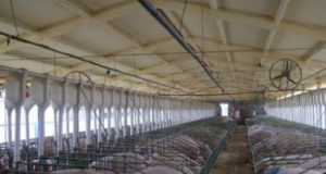 Productores lanzan cortes de jamón y paleta de cerdo a 155 pesos el kilo