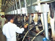 Análisis del sector lácteo en el país desde 2008