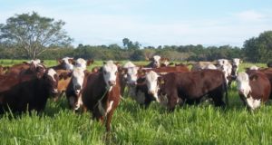 Indonesia habilita la importación de carne argentina