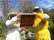 Cómo construir una incubadora para abejas reina