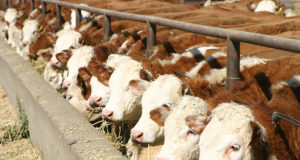 El encierre en feedlots creció el 3% en mayo