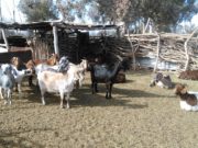 Con vacunación, Mendoza bajó casi un 70 % la brucelosis en cabras