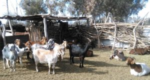 Con vacunación, Mendoza bajó casi un 70 % la brucelosis en cabras