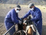 Cómo reacreditarse en programas de sanidad animal del Senasa